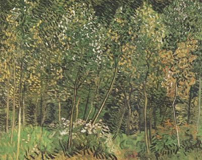 Vincent Van Gogh The Grove (nn04) China oil painting art
